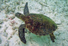 Suppenschildkröte: Lebensraum, Bedrohungen und Schutzmaßnahmen